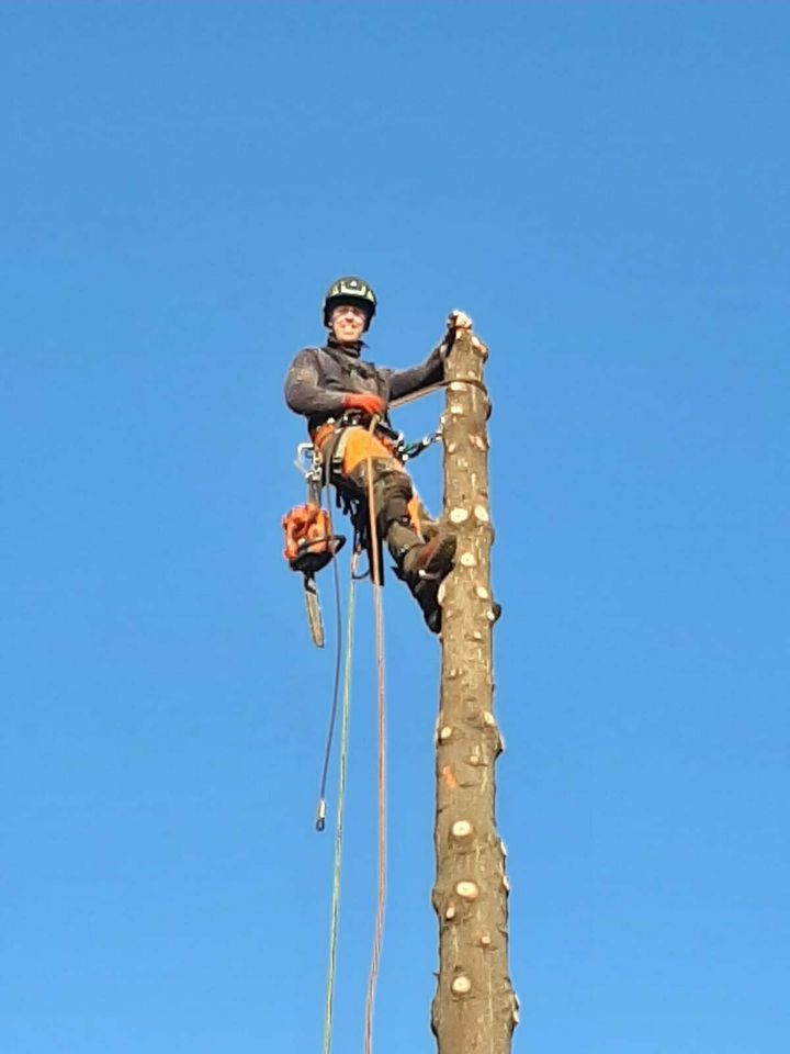 Baumfällungen , Baumpflege , Kroneneinkürzung in Freisen