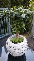 Geldbaum Bonsai 50 cm Sachsen-Anhalt - Weißenfels Vorschau