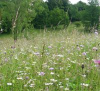 Suche Wiese / Garten / kleines Stück Grundstück Altona - Hamburg Sternschanze Vorschau