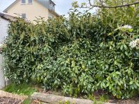 Kirschlorbeer Hecke Sichtschutz 2 m Baden-Württemberg - Weingarten Vorschau