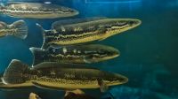 Channa diplogramma, Malabar Snakehead, Schlangenkopffische Bayern - Rügland Vorschau