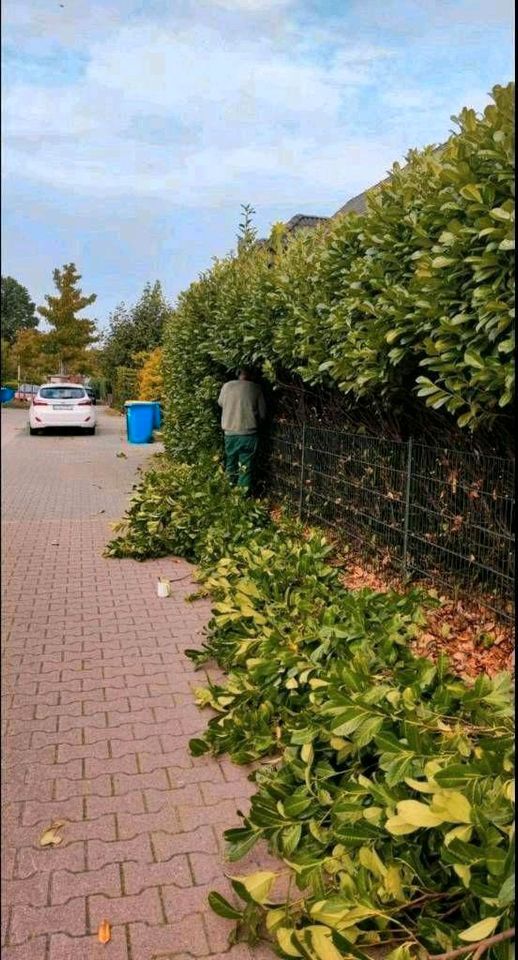 Gartenarbeiten> Heckenschnitt in Ibbenbüren