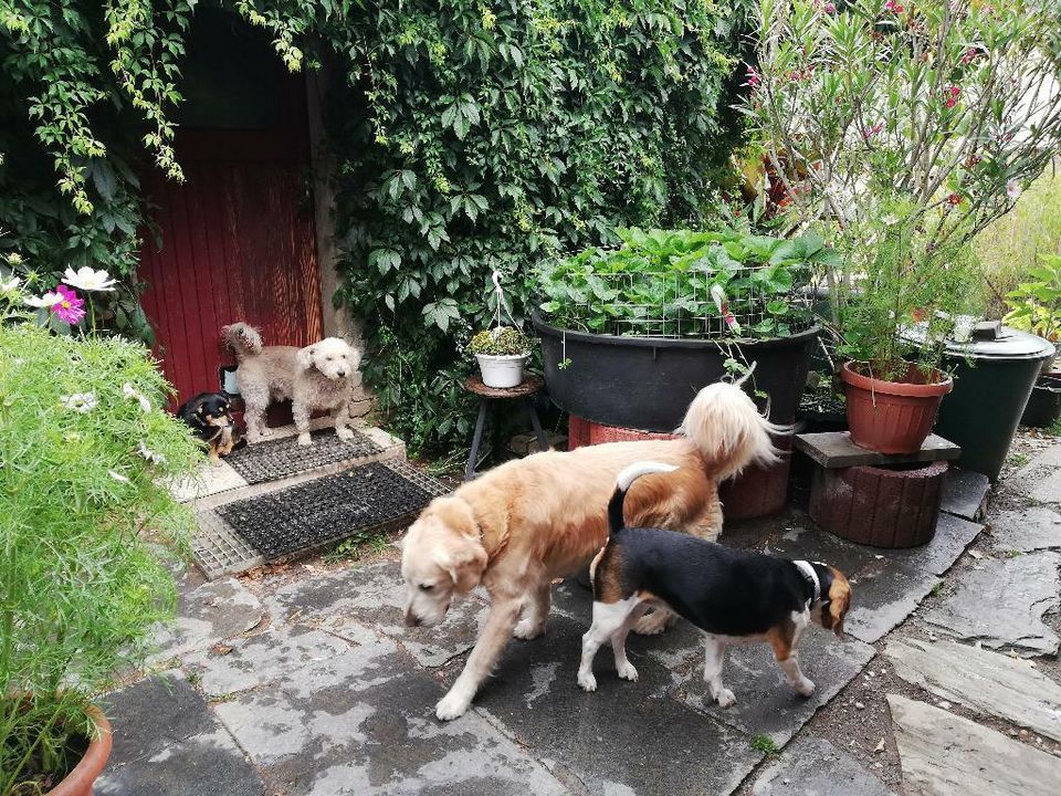 Hundebetreuung familiär + individuell      08491 Limbach/V. in Netzschkau