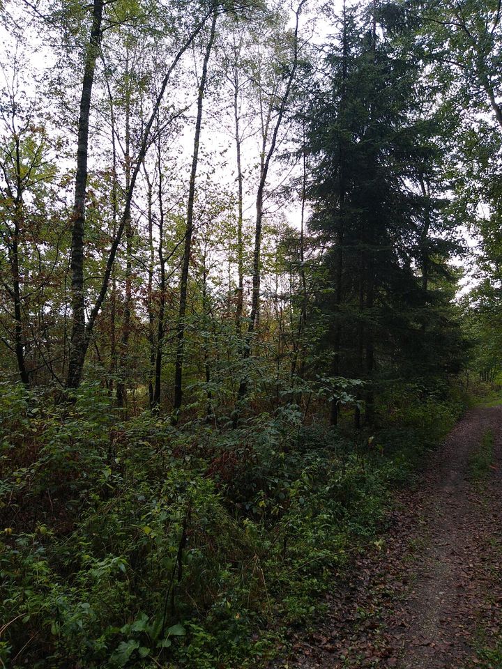 Wald / Waldfläche zwischen Schwabach und Regelsbach in Schwabach