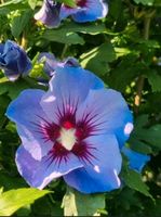 Hibiskus max. 190 cm abzugeben, noch ein paar Stück verfügbar Niedersachsen - Nordsehl Vorschau