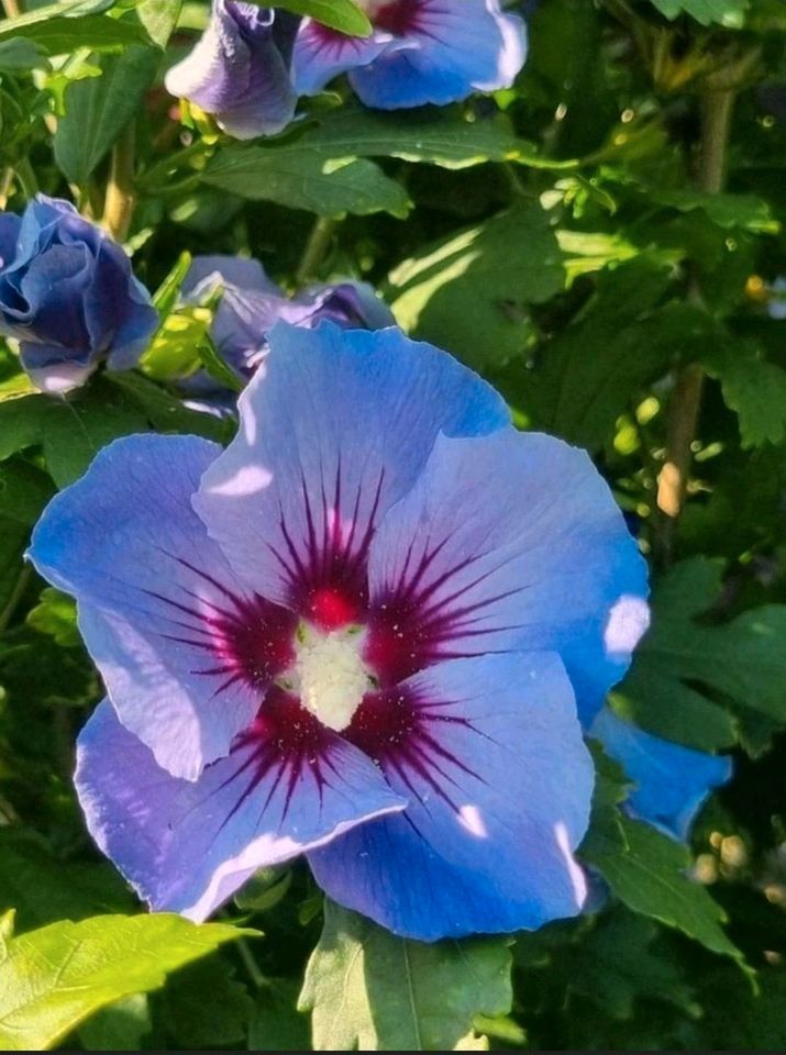 Hibiskus max. 190 cm abzugeben, noch ein paar Stück verfügbar in Nordsehl