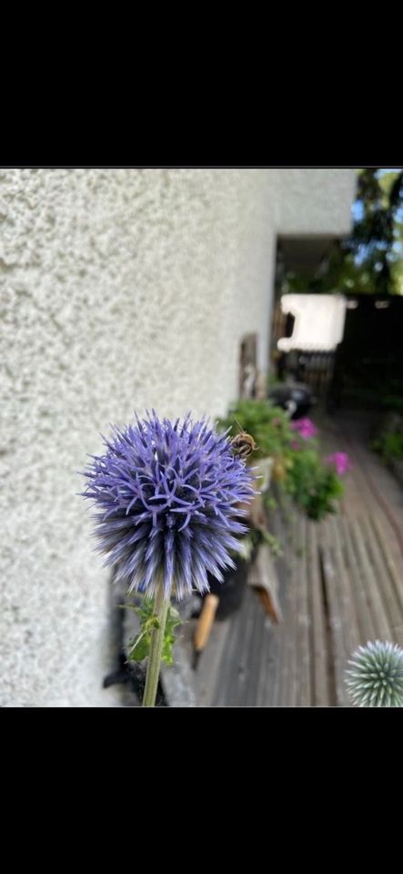 Samen Blaue Kugeldistel - 15 Samen, Frühling, Insekten Garten in Baldham