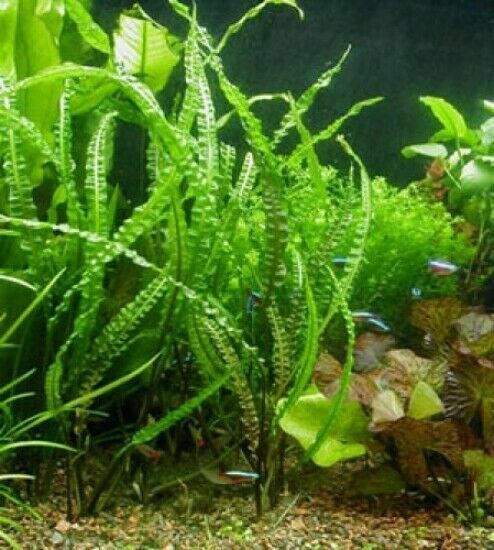 Genoppter Wasserkelch (Cryptocoryne crispatula) von Dennerle in Aidenbach