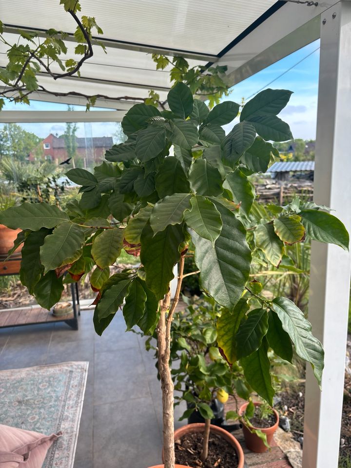 Kaffeebaum, Echter Coffea Arabica in Hesel