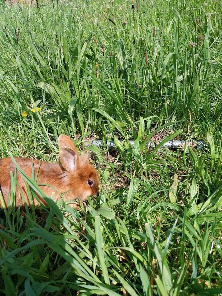 Deutsche Riesenschecken Löwenköpfchen mix Böckchen abzugeben in Bergisch Gladbach