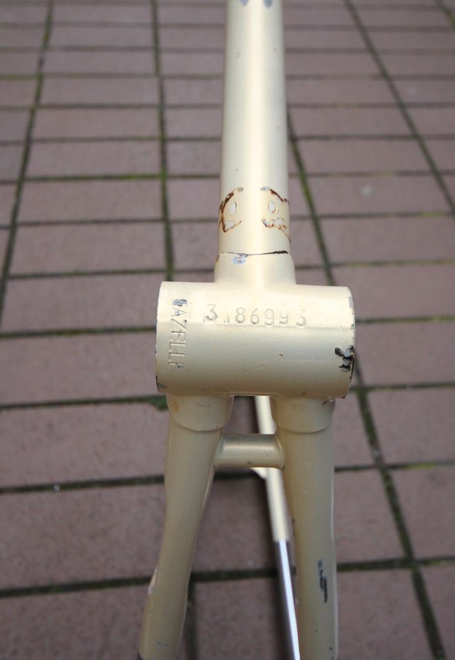 Gazelle Champion Reynolds 531 Frame / 57 cm / Ivory / Campagnolo in Berlin