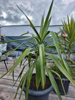 Yucca 80cm groß ohne Pflanzkübel zu verkaufen Mecklenburg-Vorpommern - Jabel Vorschau