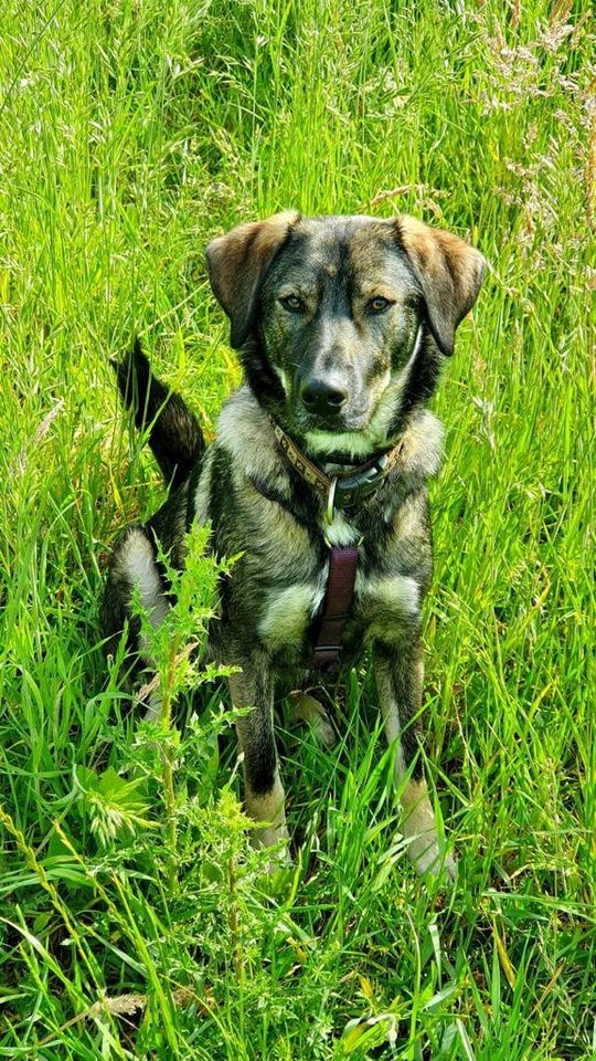 Bandit - ein toller Hund in den richtigen Händen in Norderstedt