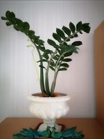 Glücksfeder - Zamioculcas zamiifolia - Zimmerpflanze Nordrhein-Westfalen - Minden Vorschau