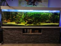 Tolles 720l Panorama Aquarium inkl. vielem Zubehör Brandenburg - Lübben Vorschau