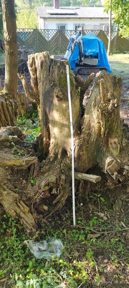 Akazienwurzeln, Holz, Brennholz in Bexbach