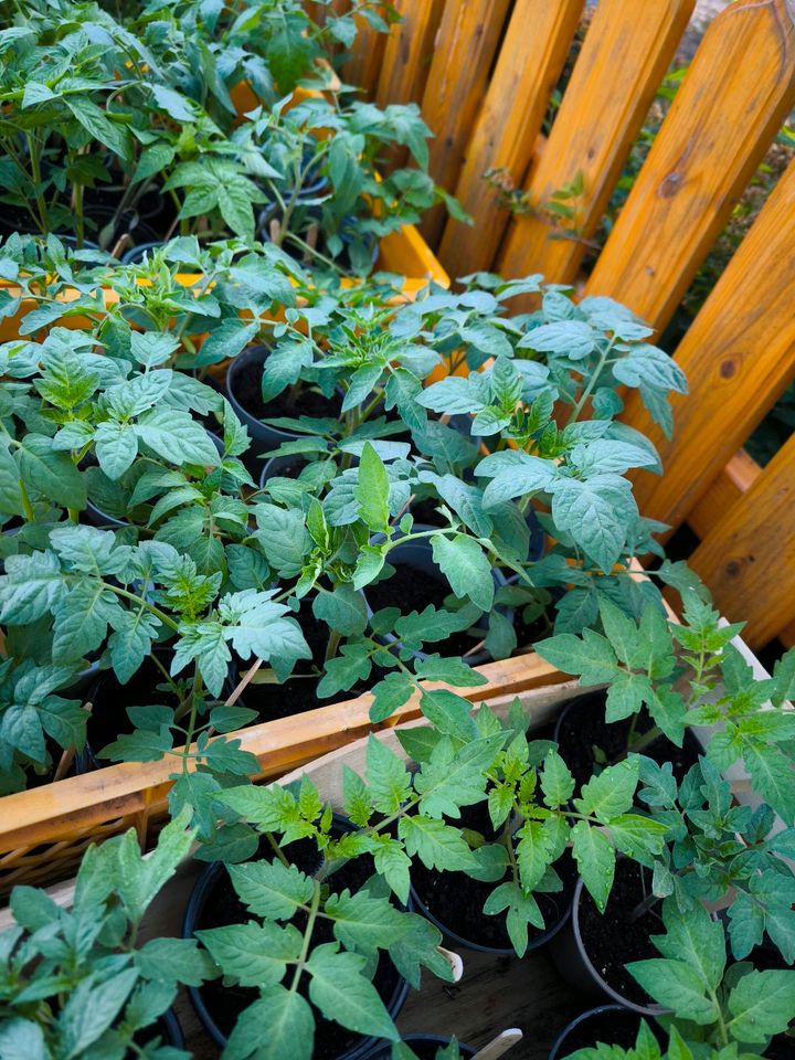Tomaten und Paprikapflanzen, reichlich Pflanzen vorhanden in Werneuchen