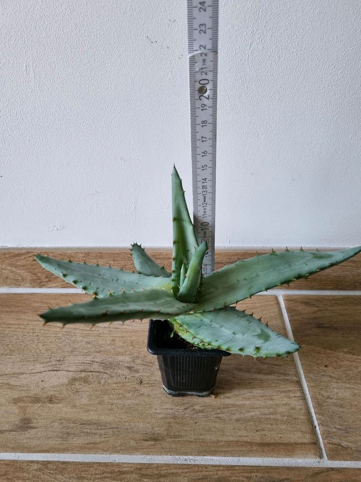 Aloe Ferox Feuer Aloe in Asendorf (bei Bruchhausen-Vilsen)