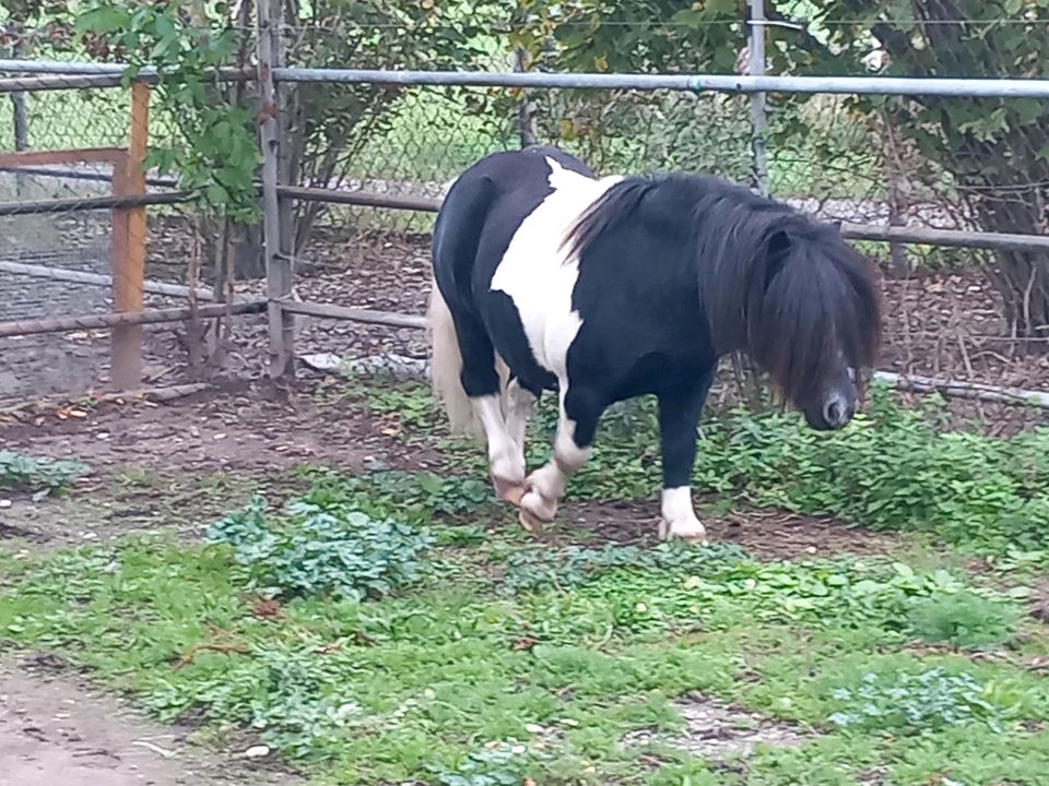 Shetlandpony Shetty in Delitzsch