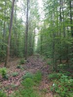 Wald Wiese Ackerland Unland Grundstück Grünland gesucht Bonn - Bonn-Zentrum Vorschau