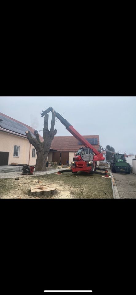 Problembaumfällungen in Nordendorf