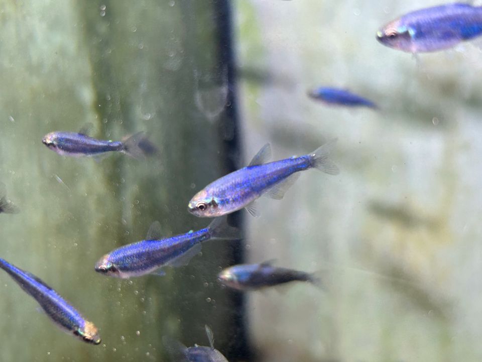 Königssalmler Super blau 2-3cm  Inpaichthys kerri 2,95€ in Rangendingen