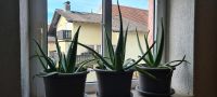 Aloe Vera ca 40-50 cm Groß Hessen - Reichelsheim (Odenwald) Vorschau