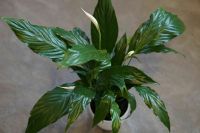 Einblatt Spathiphyllum Grünpflanze weiß Dschungel Zimmerpflanze Hessen - Darmstadt Vorschau