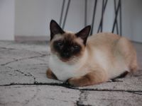 Siamese-Kater vermisst entlaufen Sachsen - Radebeul Vorschau