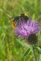 Skabiosen-Flockenblumen-Samen, besonders insektenfreundlich Bayern - Mömbris Vorschau