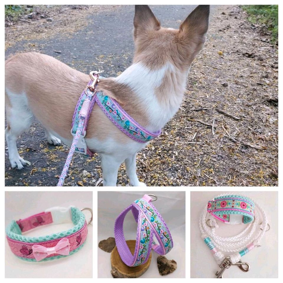 ❤️ Zubehör für Chihuahua, Halsband, Geschirr, Leine, Bettchen .. in  Brandenburg - Zossen | eBay Kleinanzeigen ist jetzt Kleinanzeigen