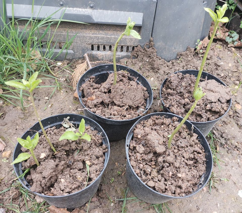 BIO Gojibeere Pflänzchen Goji Beeren Pflanze Wolfsbeere Strauch in Hochheim am Main