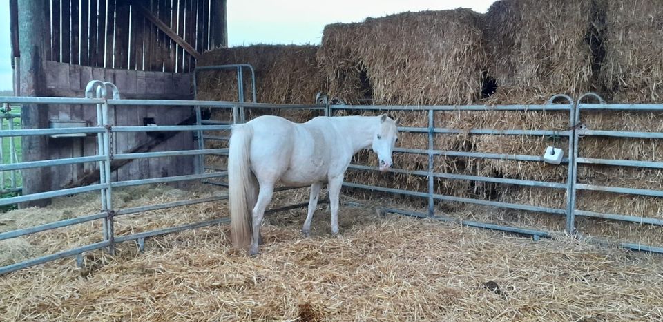 Super liebes Beistellpony in Herdecke