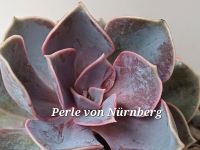 Echeveria Perle von Nürnberg Sukkulente Zimmerpflanze Südseite Bayern - Stephanskirchen Vorschau
