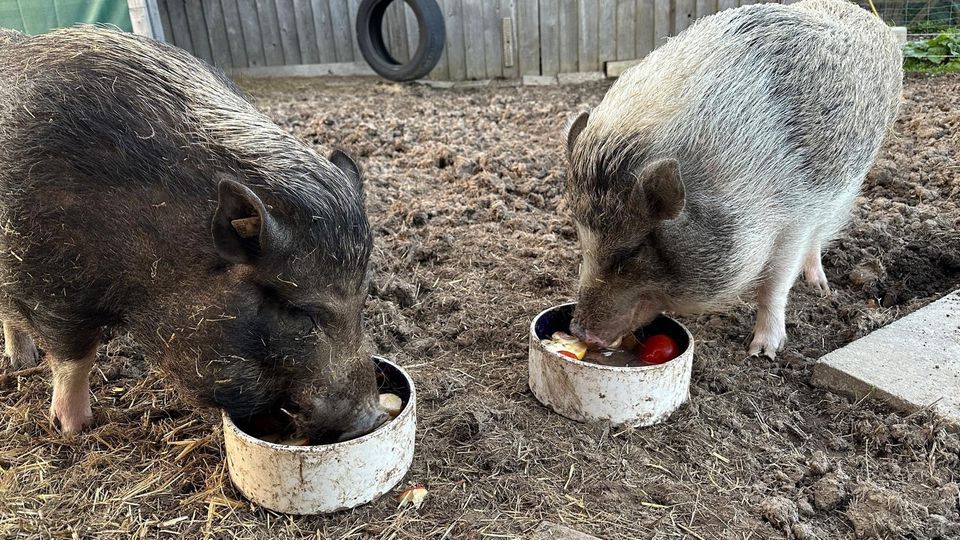 Klein-Schweine abzugeben, Bruder und Schwester, handzahm in Breitscheid