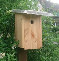 Vogelhaus, Brutkasten, Kiefer massiv Berlin - Reinickendorf Vorschau