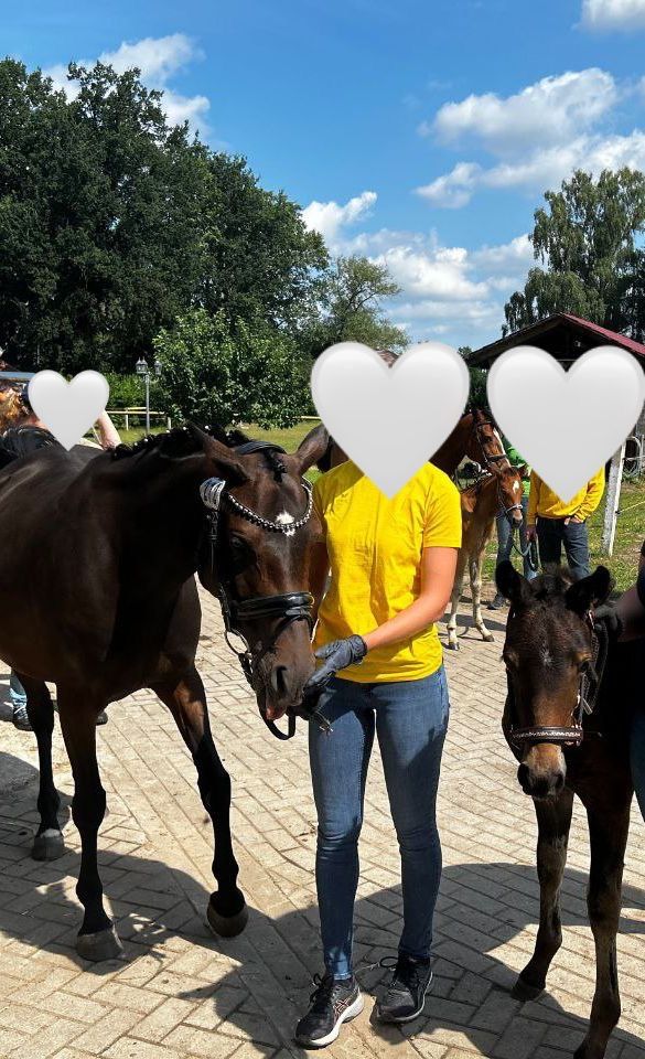 Deutsches Reitpony, Stute, Pony, Endmaß in Celle