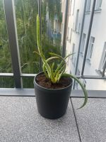 Aloe Vera Pflanze Ableger Leipzig - Sellerhausen-Stünz Vorschau