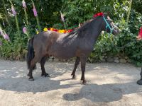 Kindergeburtstag auf dem Ponyhof Bielefeld - Brake Vorschau