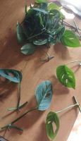 Monstera Acuminata je 2 Ableger -1€ Dresden - Pieschen Vorschau