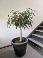 Ficus Alii, Zimmerpflanze, Baum Friedrichshain-Kreuzberg - Friedrichshain Vorschau