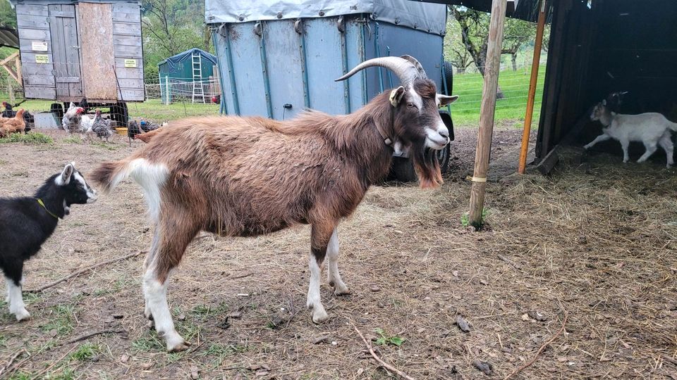 Thüringer Waldziegen Bock in Rudersberg