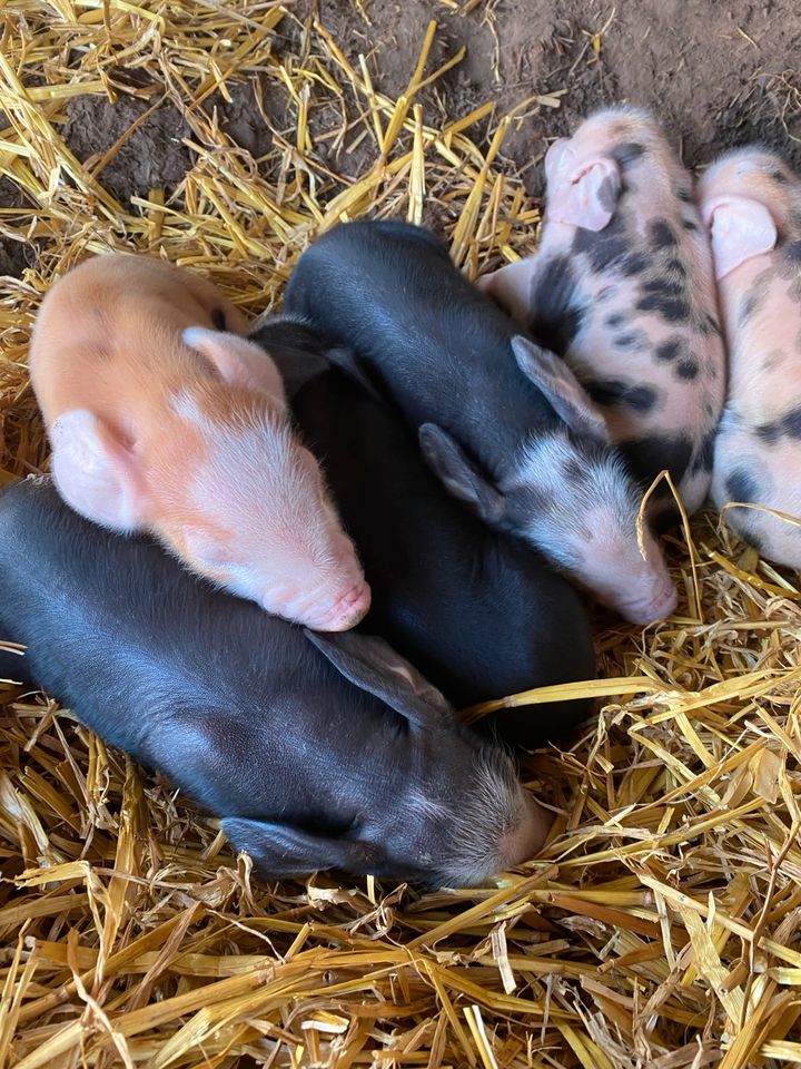 Tierfutter zur regelmäßigen Abholung in Berlingerode