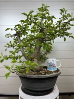 Blühende Outdoor Bonsai Apfel Schlehe Forsythie Mirabelle Kirsche Bayern - Wettstetten Vorschau