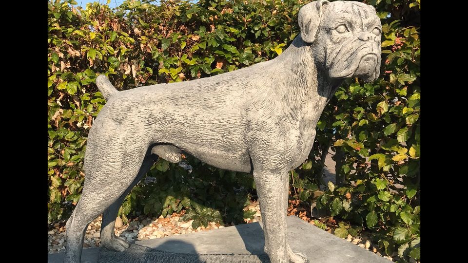 Boxer Lebensgroß 120kg 75cm Hund Steinguss Rüde Welpe Steinfigur in Düsseldorf