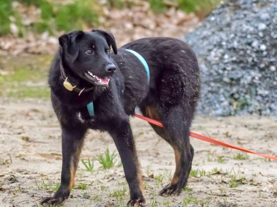 ROBIN ❤️ Charmeur in Schwarz! in Loxstedt