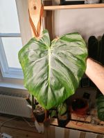 Philodendron Dean McDowell Schneiden Pankow - Prenzlauer Berg Vorschau