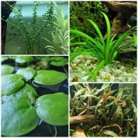 Pflanzenpaket Aquarium Froschbiss Wasserkelch Pfeilkraut Rotala Bayern - Hohenwart Vorschau