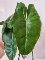 Philodendron paraiso verde weniger panaschiert Stecklinge Ableger Nordrhein-Westfalen - Schwelm Vorschau