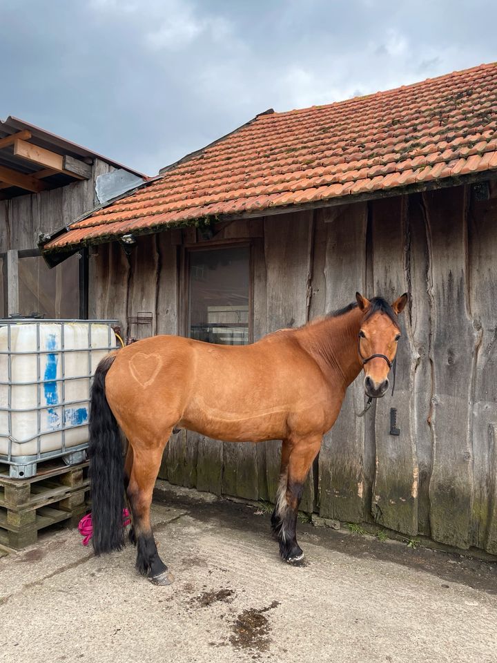 Pferd sucht Mensch / Reitbeteiligung / Pflegebeteiligung in Greven